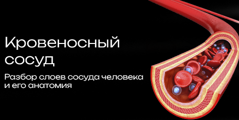 Arterial system educational material preview